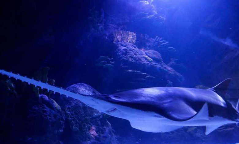 Fun Tooth Facts Animal Edition