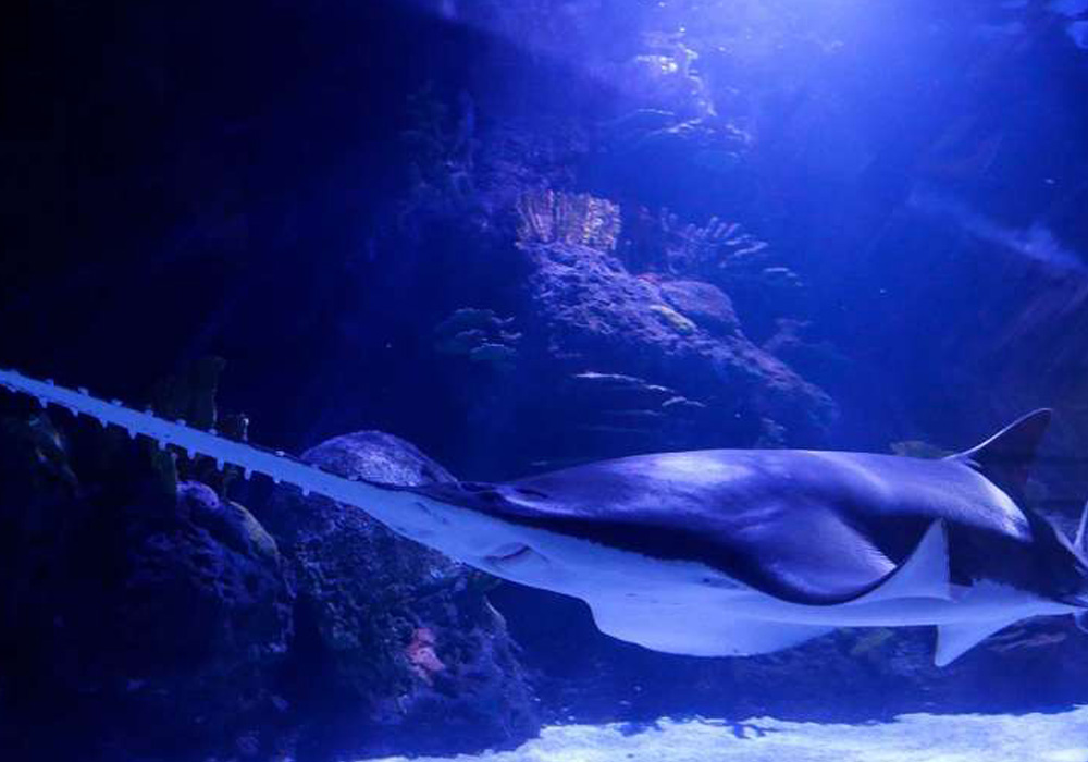 Fun Tooth Facts Animal Edition